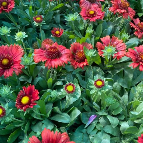 semillas de manta, gaillardia, sombra ornamentales decoración de primavera, silvestres 1200pcs