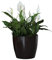 botle Blumentopf Pflanzkübel Pflanzgefäß Übertopf Kunststoff Glanz Rund Schwarz D 300 mm H 265 mm