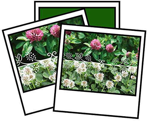 500g RED White Crimson Mix Clover Seeds Green Manure Wild Flower 500g