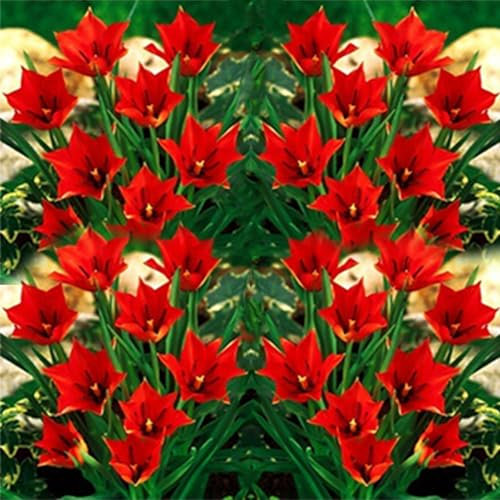 100 Pièces Graines de Tulipe, Graine de Fleurs Tulipes Vivaces, Graines Fleurs à Semer, Semences de Tulipes pour Le Jardin et Balcon, Facile à Cultiver, Croissance Rapide, Haut Rendement (Rouge)
