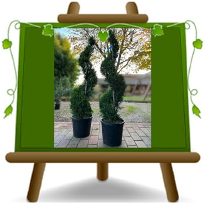 EURO PLANTS VIVAI Thuya o Thuja a Spirale Pianta Ornamentale su Vaso 35cm Altezza 70~80 cm Fuori Vaso