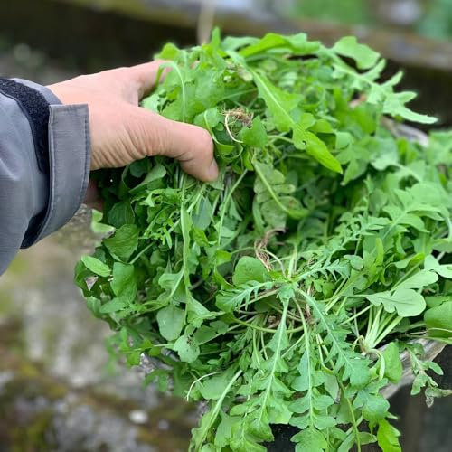 rucola samen winterhart - rucola pflanzen frisch samen, saatgut gemüse, seltene pflanzen rucolasamen bio mehrjährig, gemüsepflanzen, hochbeet samen zimmerpflanzen samen, gemüsesamen 300pcs