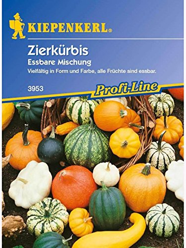 Cucurbita pepo Zierkürbis Essbare Zierkürbismischung