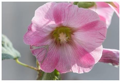 Pcs - 10x Hollyhock Antwerp Stars Einzelblumige Mixture Alcea Plants - Seeds KS332 & Plants Shop by Ipsa