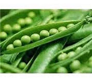 VISA STORE Erbsen, Thomas Laxton Erbsensamen, Organisch, Nicht- GVO, 20 Samen pro Paket