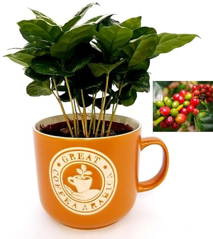 POWERS TO FLOWERS - COFFEA ARABICA, PIANTA DEL CAFFE', TAZZA IN CERAMICA ARANCIO, Pianta da Interno, Pianta Vera