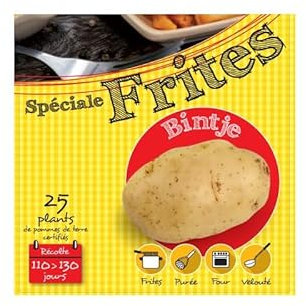 Bintje 25 Plants de pomme de terre