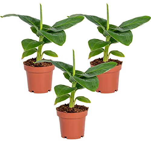 Bloomique - Lot de 3 - Musa Dwarf Cavendish - Bananier nain - Plantes d’intérieur - Dépolluantes - Sans danger pour les animaux - Hauteur 20-30 cm - Pot 12 cm