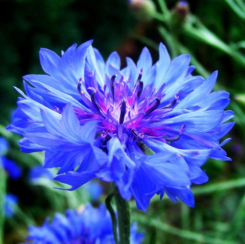 Plantree Blaue Kornblumensamen 50 Samen Centaurea Cyanus-Blumen-Garten-Samen heiÃŸes A056