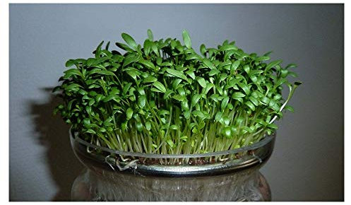 PREMIER SEEDS DIRECT - ORGANIC CRESS CURLED/COMMON - 400GM SEEDS - BULK
