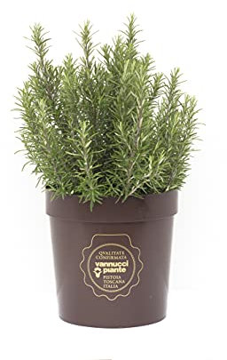 Rosmarinus officinalis, Rosmarino, Pianta vera in vaso Vannucci Piante, Pianta da terrazzo (cod. 22) (1x)