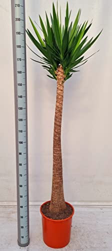 POWERS TO FLOWERS - YUCCA MAYA A TRONCO UNICO, ALTEZZA 200CM, TRONCO A ZAMPA D'ELEFANTE, Tronchetto della felicità, pianta vera