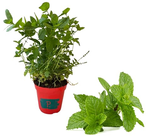 P. Piantine da Orto | Menta Spicata, Pianta in Vaso Diametro 14 cm, Pianta Pronta per il Trapianto, Pianta Vera da Esterno, Piantina Aromatica per Balcone o Terrazzo, Vivaio Italiano