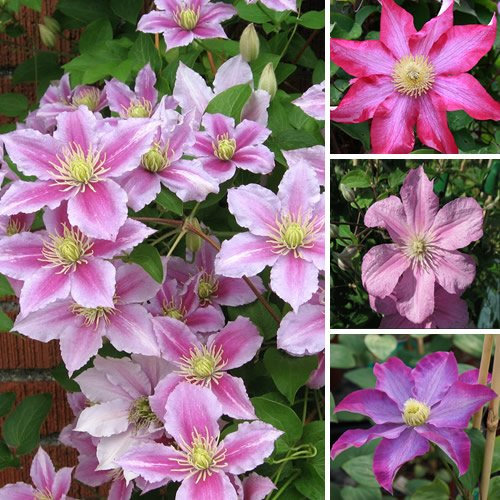 GardenersDream Clematis Pink Large Flowering Climbing Plant – Colourful Hardy Deciduous Plant – Decorative Outdoor Garden Ready Clematis Plants for Walls, Fences & Trellises (9cm Pot, 15-30cm)