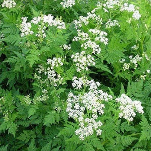 Seeds 2 Envelopes Chervil,Aromatic Grass,Officinal Plant,Mondonatura Srl