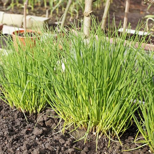SchnittlauchSamen Bio, stauden winterhart mehrjährig pflanzensamen garten alte gemüsesorten gartenkräuter 300pcs