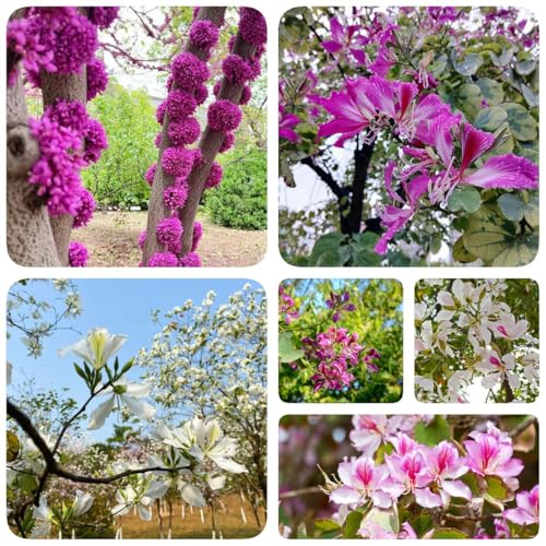 100 pcs Judasbaum Samen winterharte pflanzen für garten, bonzai baum Chinesischer Redbud Baumsamen - baumsamen bäume garten winterhart, winterfeste pflanzen für balkon winterharte