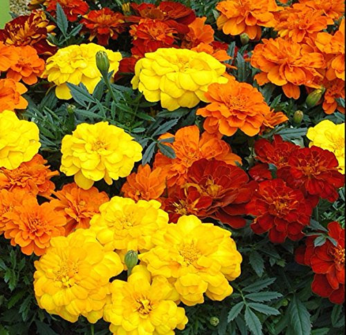 Francese mix Souci 250 semi Tagetes patula Bordure de Jardin B85