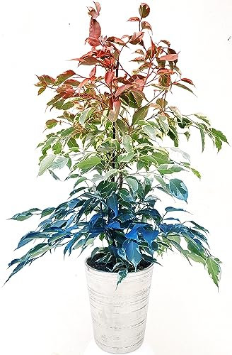 POWERS TO FLOWERS - FICUS BENJAMIN COLOR LIFE ROSSO, BIANCO E BLU, IN VASO CERAMICA ARGENTO, pianta vera!!!