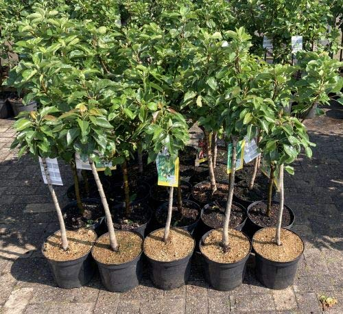 1 Apfelbaum  Cox Orange  im Topf 100cm Terrassenobst Apfelbaum obstbaum Apfel Baum Obstbaum Malus domestica Obst + Dünger für die Jahresdüngung
