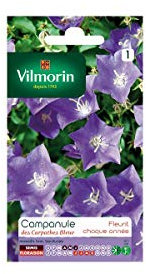 Vilmorin - Sachet graines Campanule des carpathes bleue