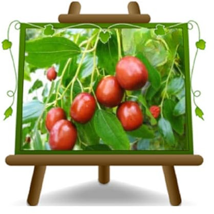 EURO PLANTS VIVAI Giuggiolo Antico Cinese in Vaso 26 cm, Altezza 100-120 cm, 4 Anni