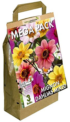 Mega Pack Mignon Dahlias | 3 Mixed Summer Flowering Bulbs | Bee & Butterfly Friendly | Eco Packaging | Premium Holland Selection Quality