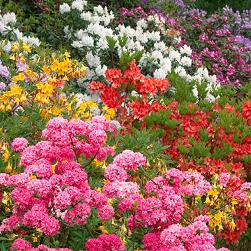 GardenersDream Lot de 3 rhodendrons mixtes, arbustes touffus – Plantes d'extérieur colorées pour le jardin – Arbustes fleuris prêts à l'emploi (pot de 9 cm inclus)
