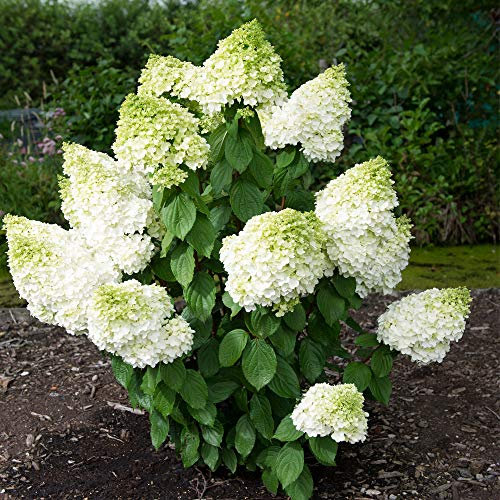 Hydrangea paniculata Magical Moonlight Kolmagimo Hardy Deciduous Shrub Large White and Lime Green Flower Heads Attracts Wildlife 3 x 9cm Pots by Thompson and Morgan