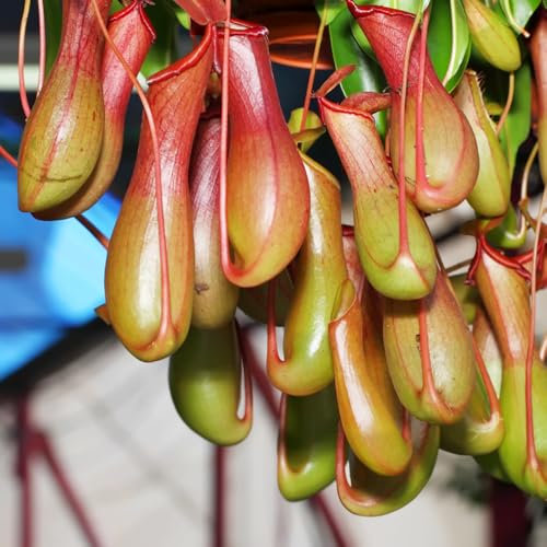 nepenthes kannenpflanze samen- Fleischfressende pflanzen samen, zimmerpflanzen groß，blumen garten balkonpflanzen，schattenpflanzen grünpflanzen，pflanztöpfe deko wohnzimmer 150pcs