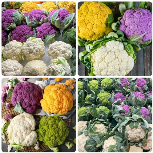 Semi di cavolfiore, acquistare di cavolfiore acquistare da orto invernale semi di vecchi esotici 100pcs