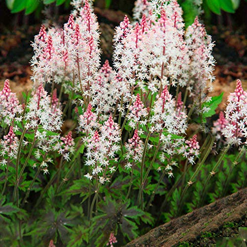 Tiarella Angel Wings est une plante vivace à feuilles caduques pour jardin extérieur.