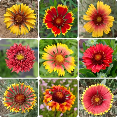 250 pcs Gaillardia Samen, Gaillardia Pulchella, pflanzensamen blumendeko Kokardenblumen Gaillardia, pflanzensamen wiesensaatgut saat wildblumensamen mehrjährig seed bienenwiese saatgut