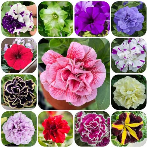 petunias - petunias colgantes de balcón cortadas semillas de petunia ornamentales lugares soleados, trepadoras, jardín rocas semillas 850semillas