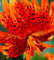 5 Blumenzwiebeln Zwiebeln Baumlilien Lilien Riesenlilie  Flore Pleno  Double Tiger bis 150cm Zwiebeln winterhart duftend Sommerblüher