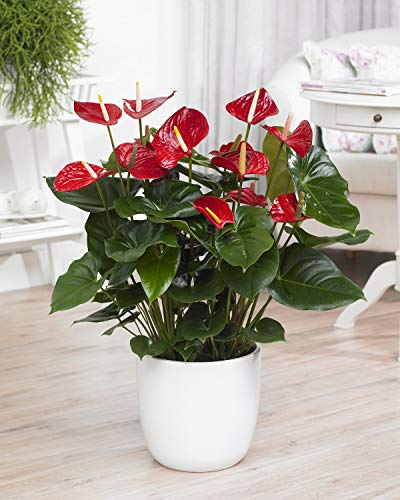 GardenersDream Red Laceleaf Anthurium Decorative Live Plants - Captivating Indoor Flowering Plant for Desks, Shelves and Offices - Great Gifts for Plant Lovers (13cm Pot, 40-50cm)