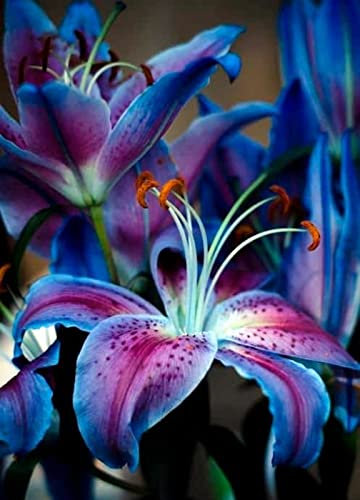 Lily Bulbs Strong Plants That Grow Well Mix Golden Jade Carving Feels Beautiful Now Mixed Garden Crop for Planting Now UK