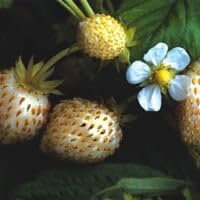 Plant World Seeds - Strawberry 'White Delight' Seeds (Berry Seeds)