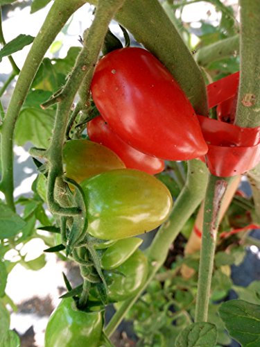 SEMI POMODORO MINI SAN MARZANO