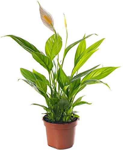 Spathiphyllum Peace Lily Large Indoor House Plant Purify The Air in Your Home (30-40cm (Incl. Pot))