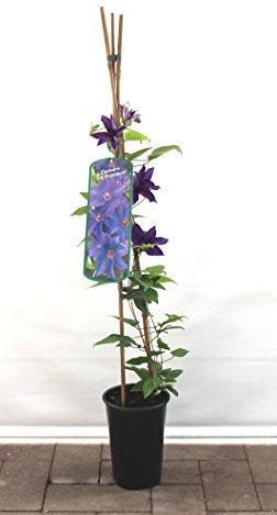 Clematis Kletterpflanzen 40-100cm topfgewachsen, verschiedene Sorten/Farben (40-60cm, Blau)