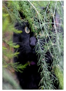 3dRose Beverly Turner Cat Photography - Black Cat in The Asparagus Leaves - Towels (twl-202266-1)