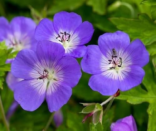 100 graines de fleurs de géranium violet