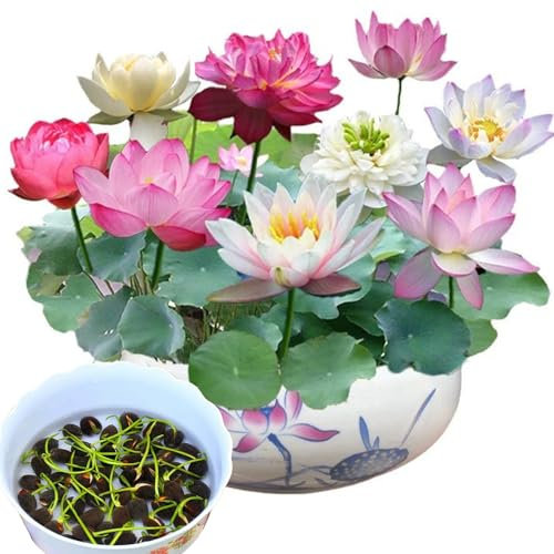 Lotusblumen Samen Set, 30 Stück, Gemischte Farben, Wasserpflanzen für Garten und Teich