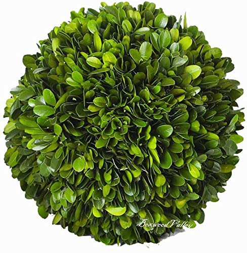 BOXWOOD VALLEY Boxwood Decorative Ball Preserved Real Boxwood Leaves Green Plants Home Decors for Christmas Thanksgiving Days Gifts Stay Fresh for Years Indoor Use Only (Small Ball, 6 inch)