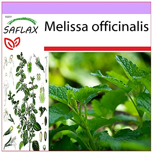 SAFLAX - Heilpflanzen - Zitronen - Melisse - 150 Samen - Melissa officinalis