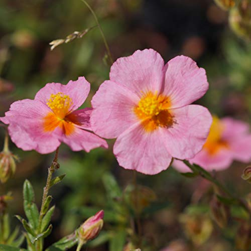 Blumixx Stauden Helianthemum Hybride 'Lawrensons Pink' – Sonnenröschen karminrosa, winterhart, bodendeckend, bienenfreundlich, mehrjährig, für Beet & Steingarten