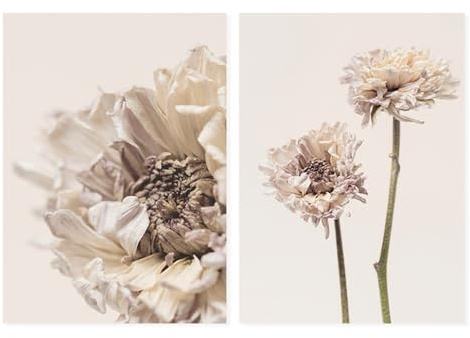 CWBLYZ Conjunto de 2-Cuadro Moderno de Lienzo Con Flores Secas en Color Beige Arte de Pared Pósteres Impresiones Imágenes para Sala de Estar Cocina Decoración del Hogar-40 * 60cm (sin marco)