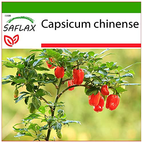 SAFLAX - Piment habanero - 10 graines - Avec substrat - Capsicum chinense