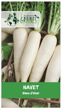 100 graines navet blanc dur d'hiver - legume racine - faciles à cultive